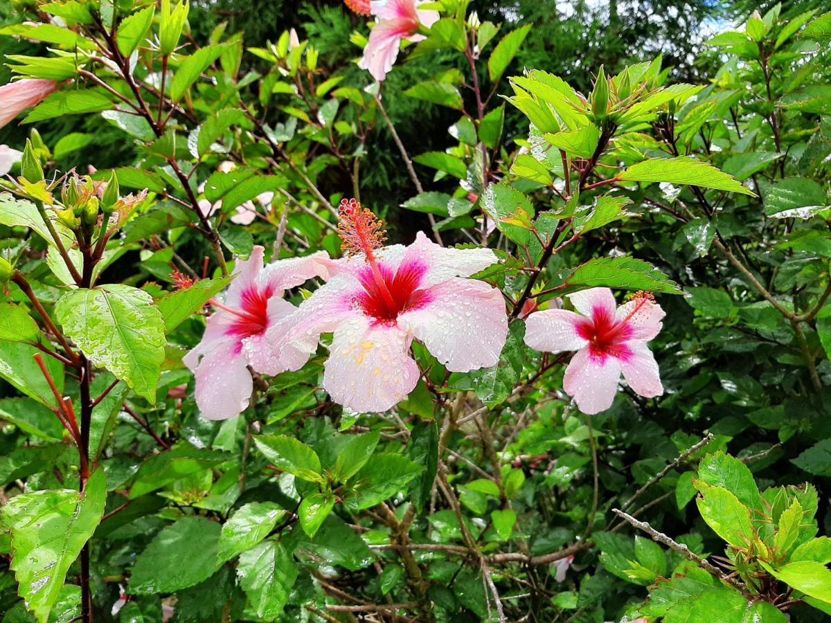 Quinta Das Primas Lomba  المظهر الخارجي الصورة