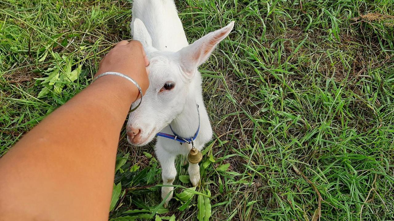 Quinta Das Primas Lomba  المظهر الخارجي الصورة
